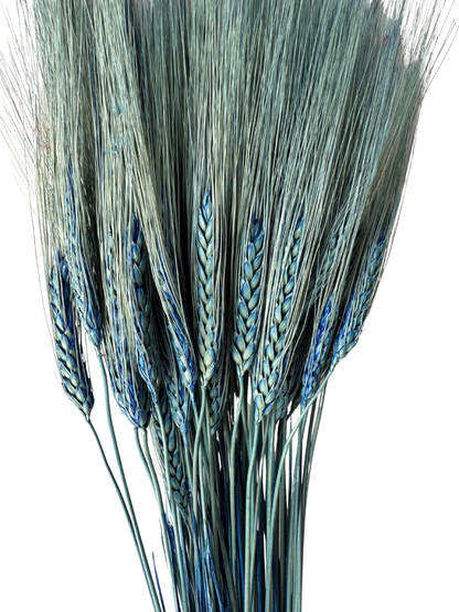 Triticum Wheat Blue