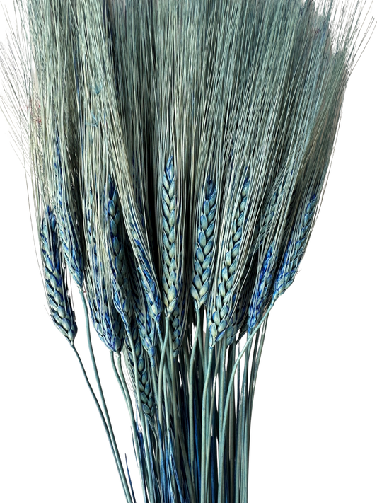 Triticum Wheat Blue