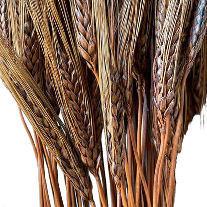Triticum Wheat Burnt