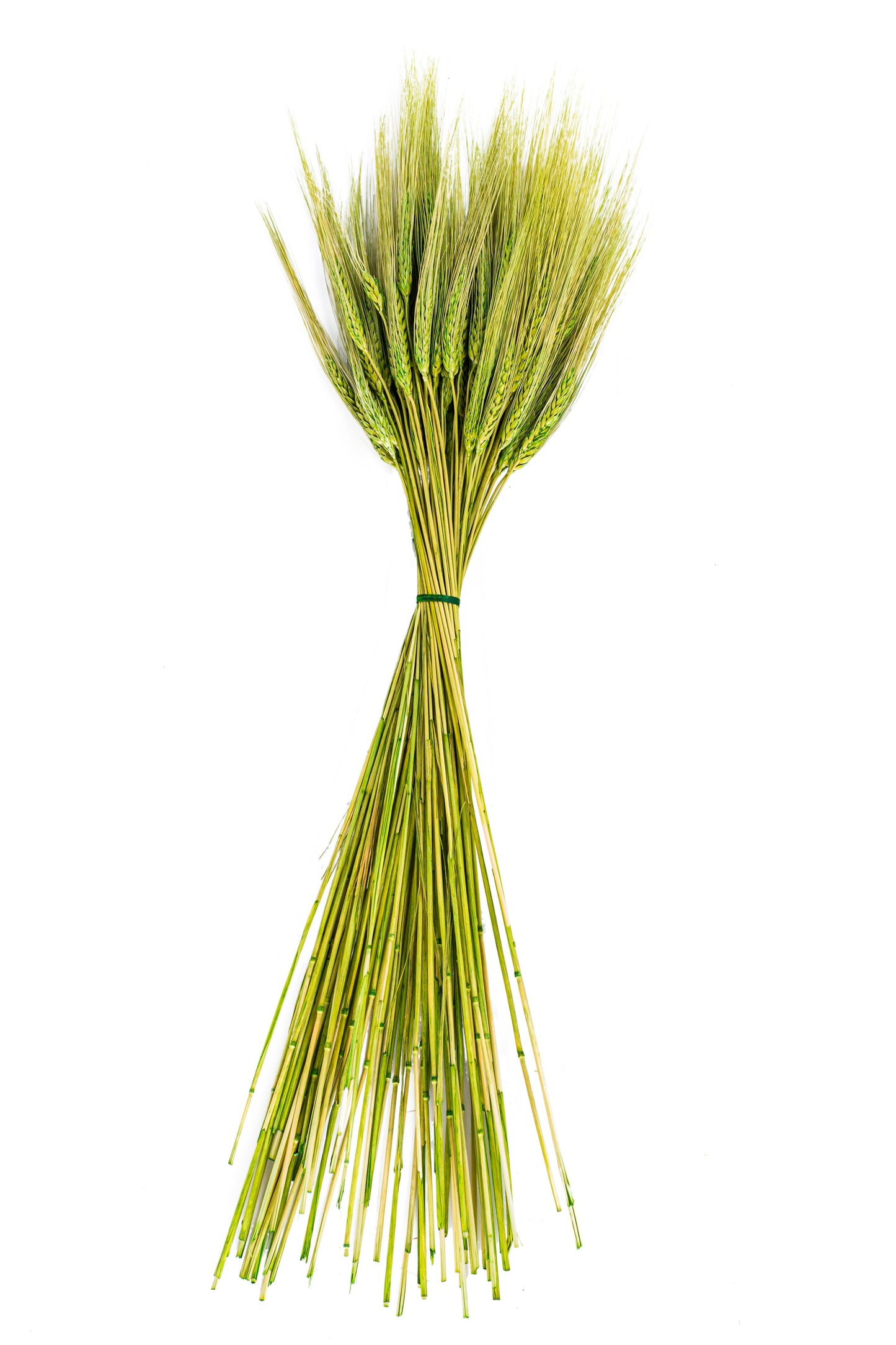 Triticum Wheat Grass Green