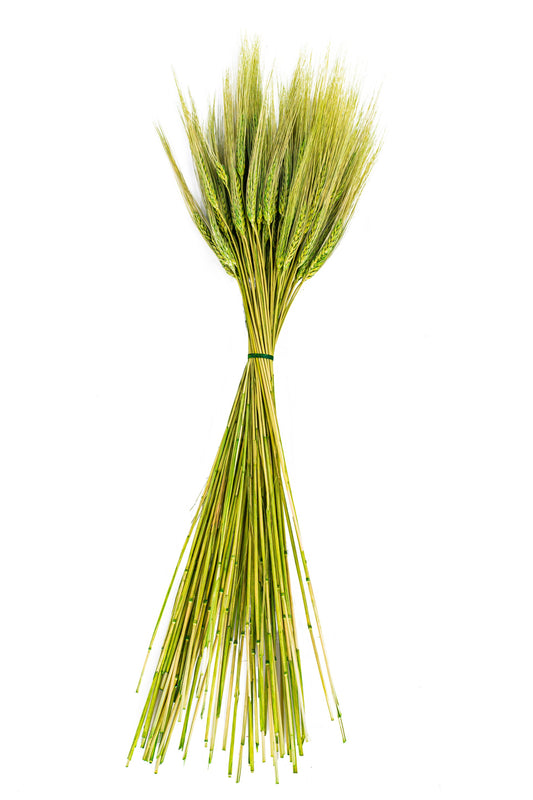 Triticum Wheat Grass Green