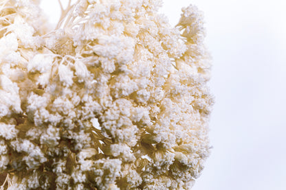 Yarrow