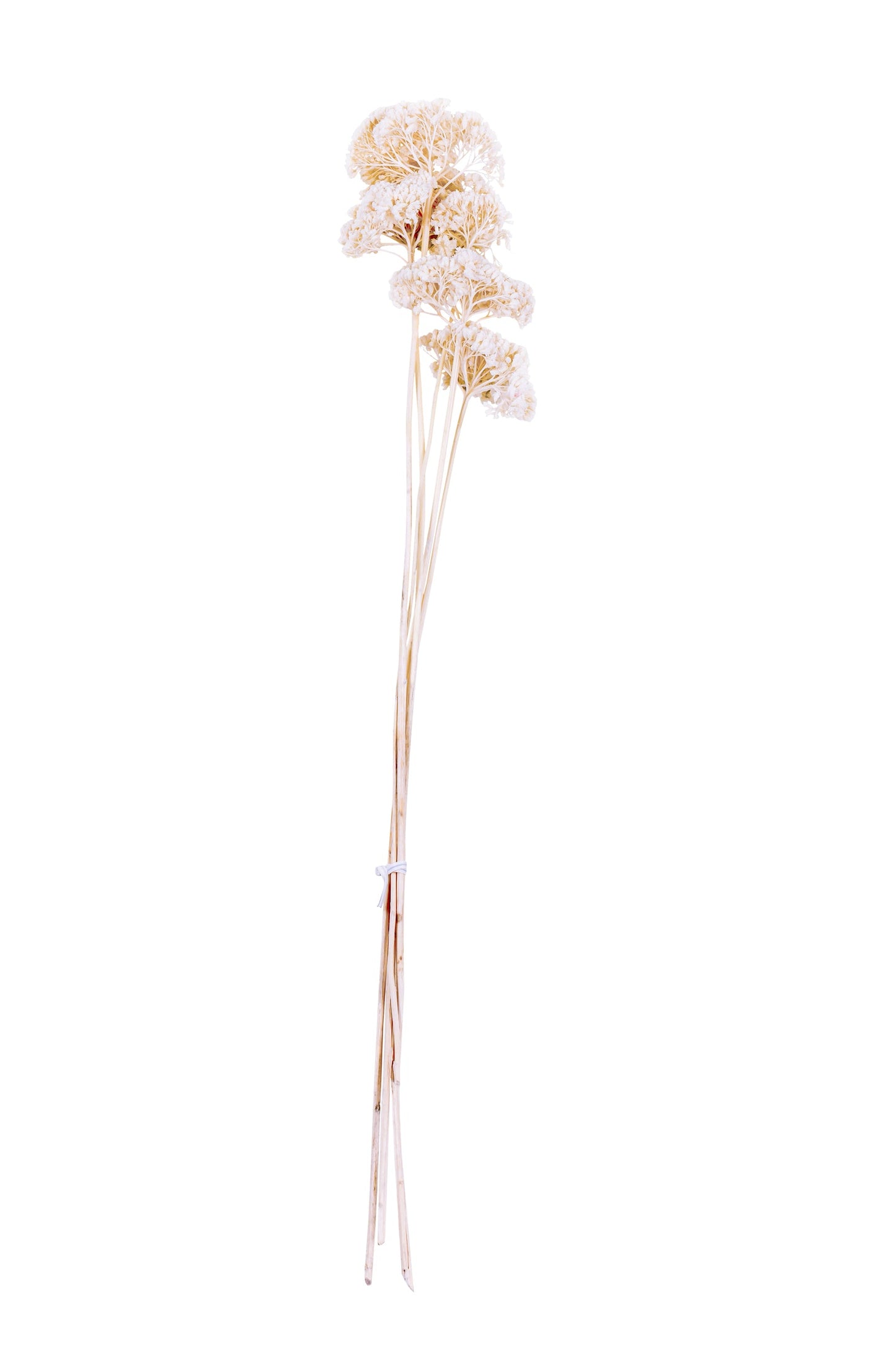Yarrow