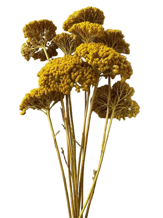 Yarrow Yellow