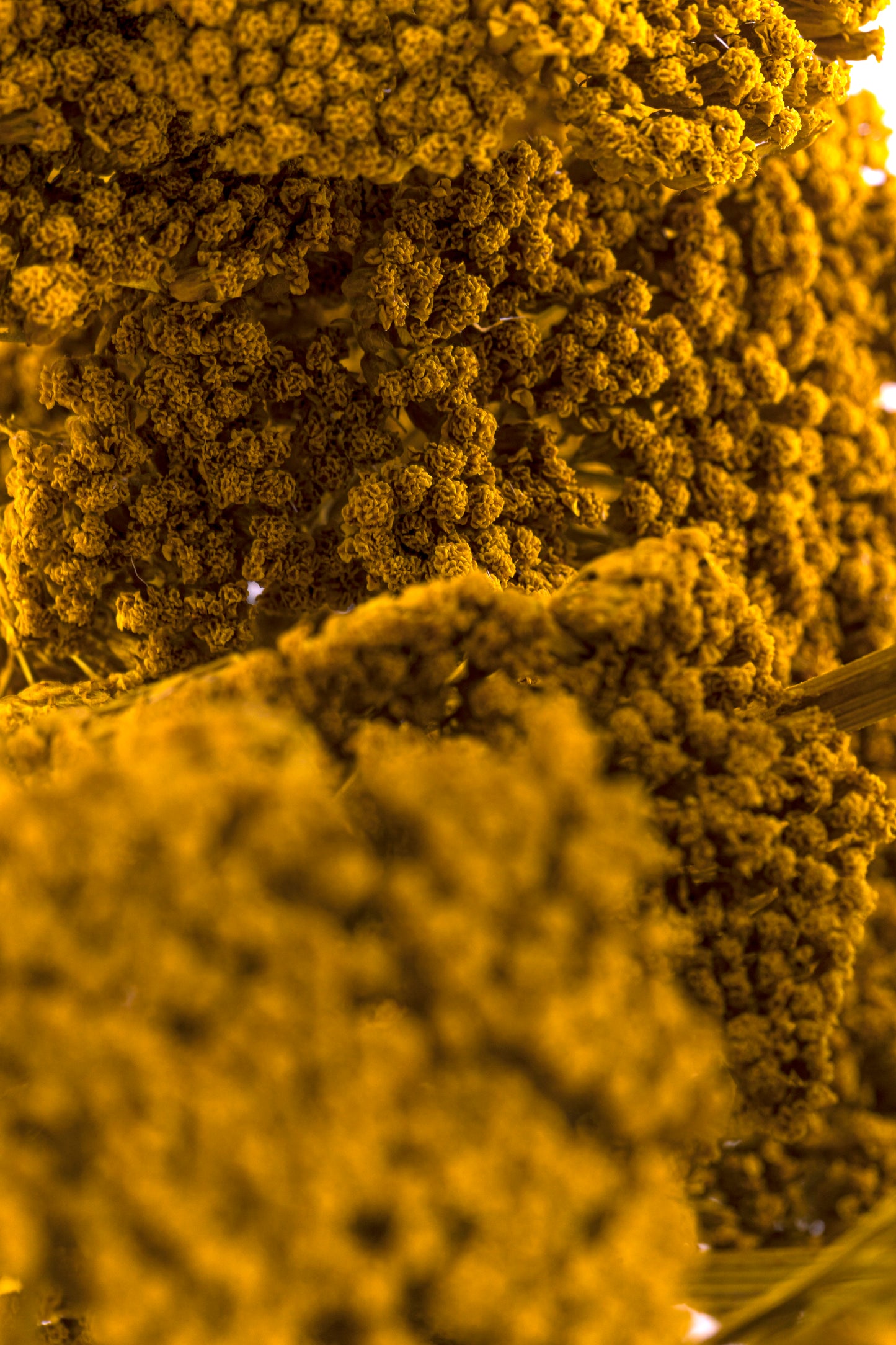 Yarrow Yellow