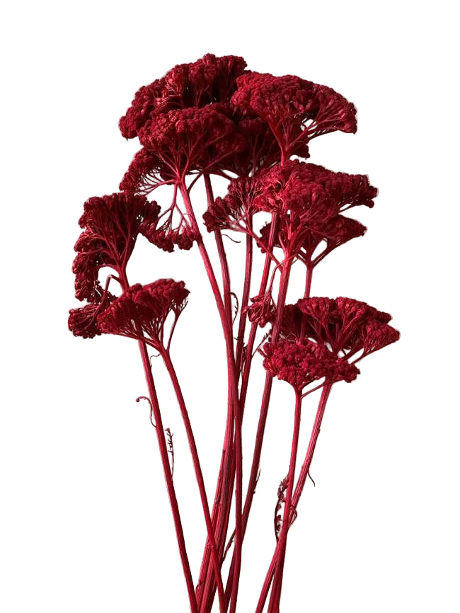Yarrow Red