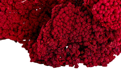 Yarrow Red
