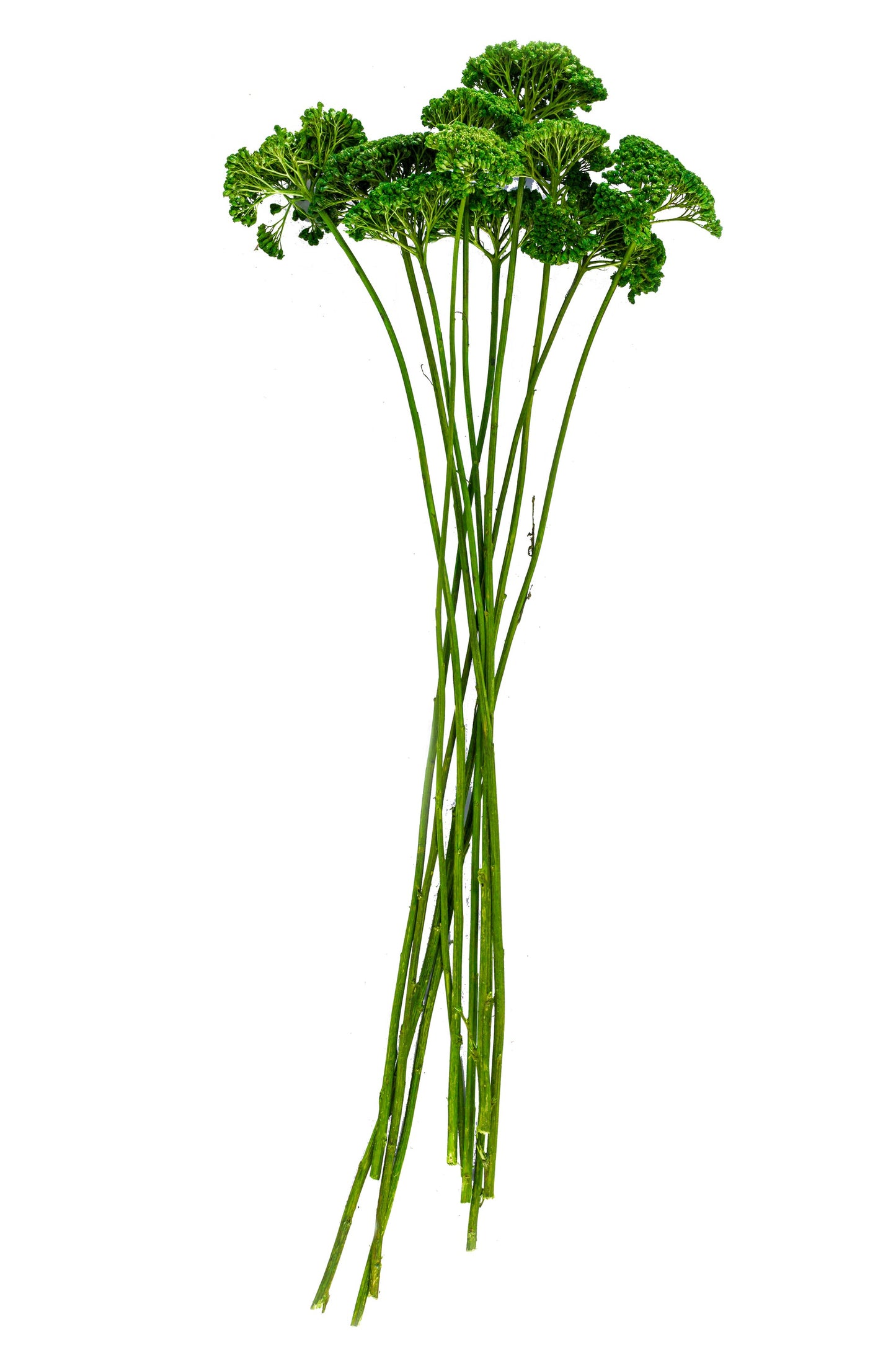 Yarrow Spring Green
