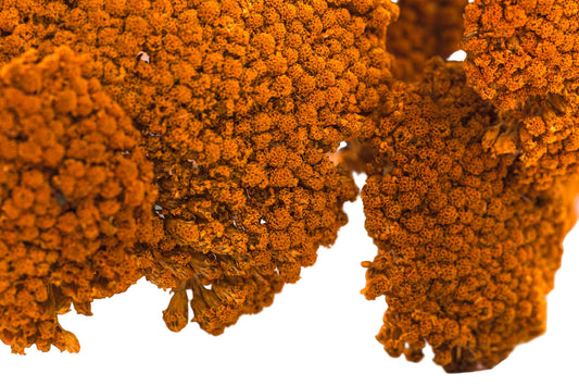 Yarrow Persimmon
