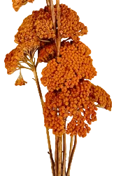 Yarrow Persimmon
