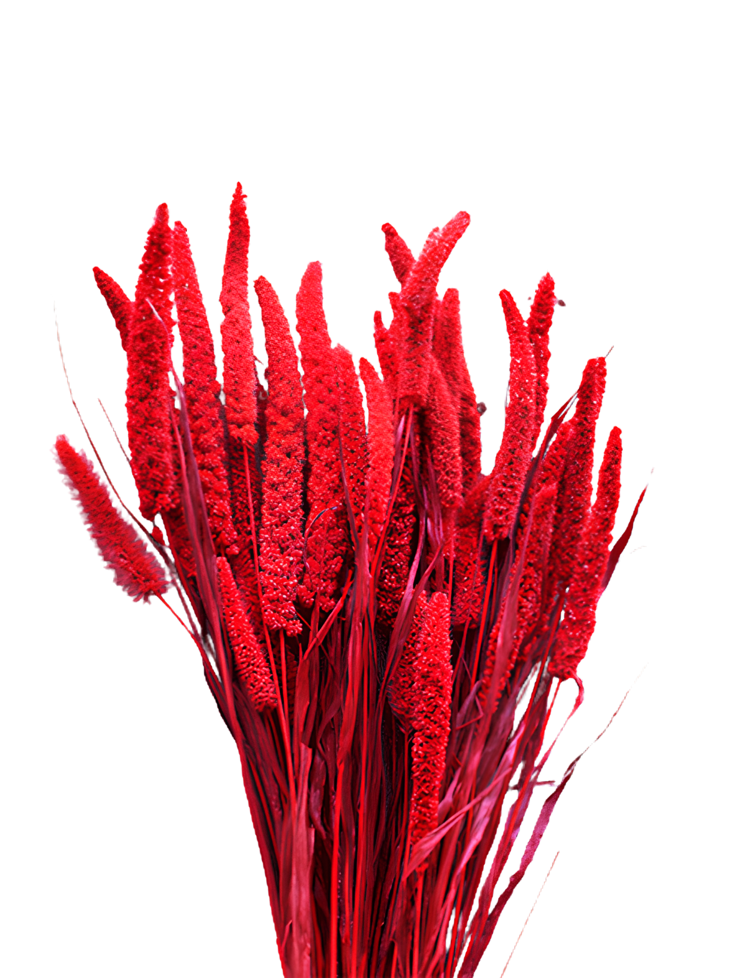 China Millet Red