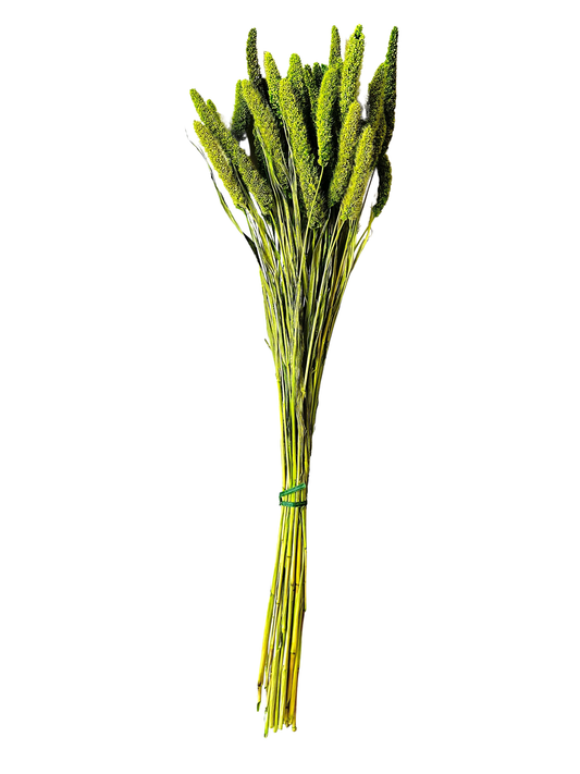China Millet Spring Green
