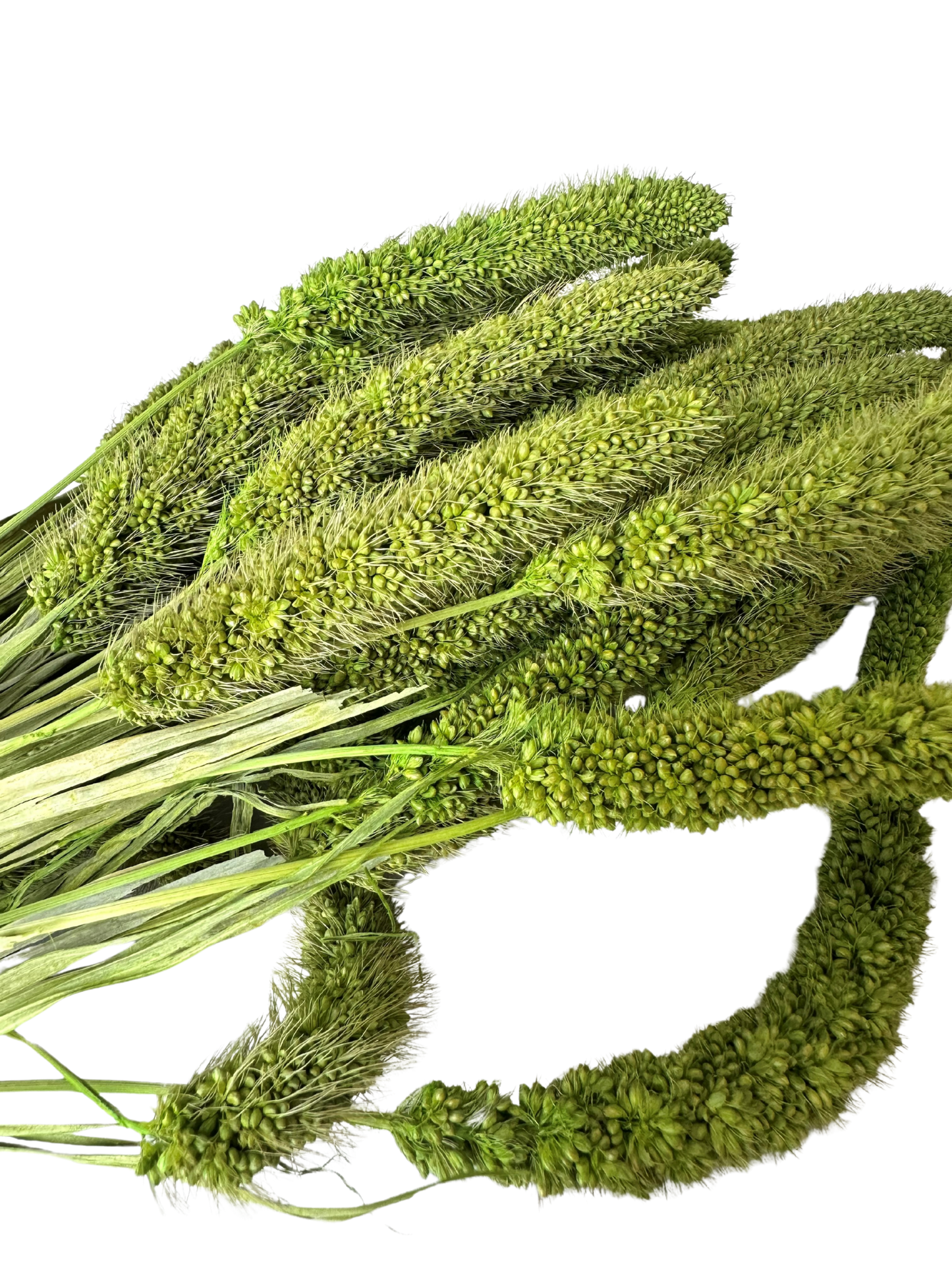 China Millet Spring Green
