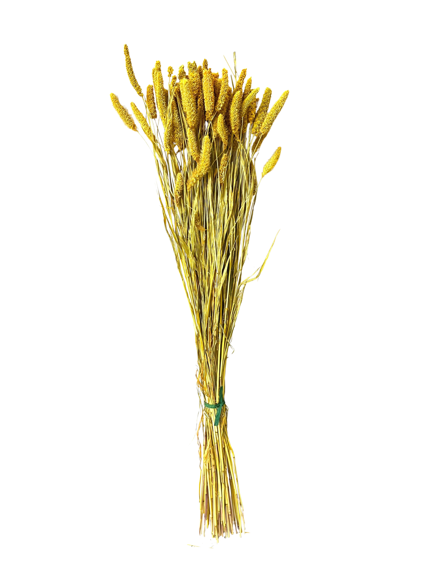 China Millet Goldenrod