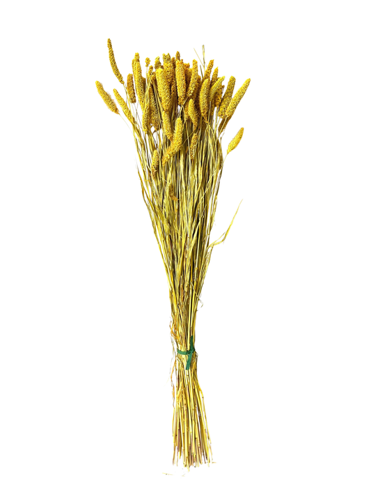 China Millet Goldenrod