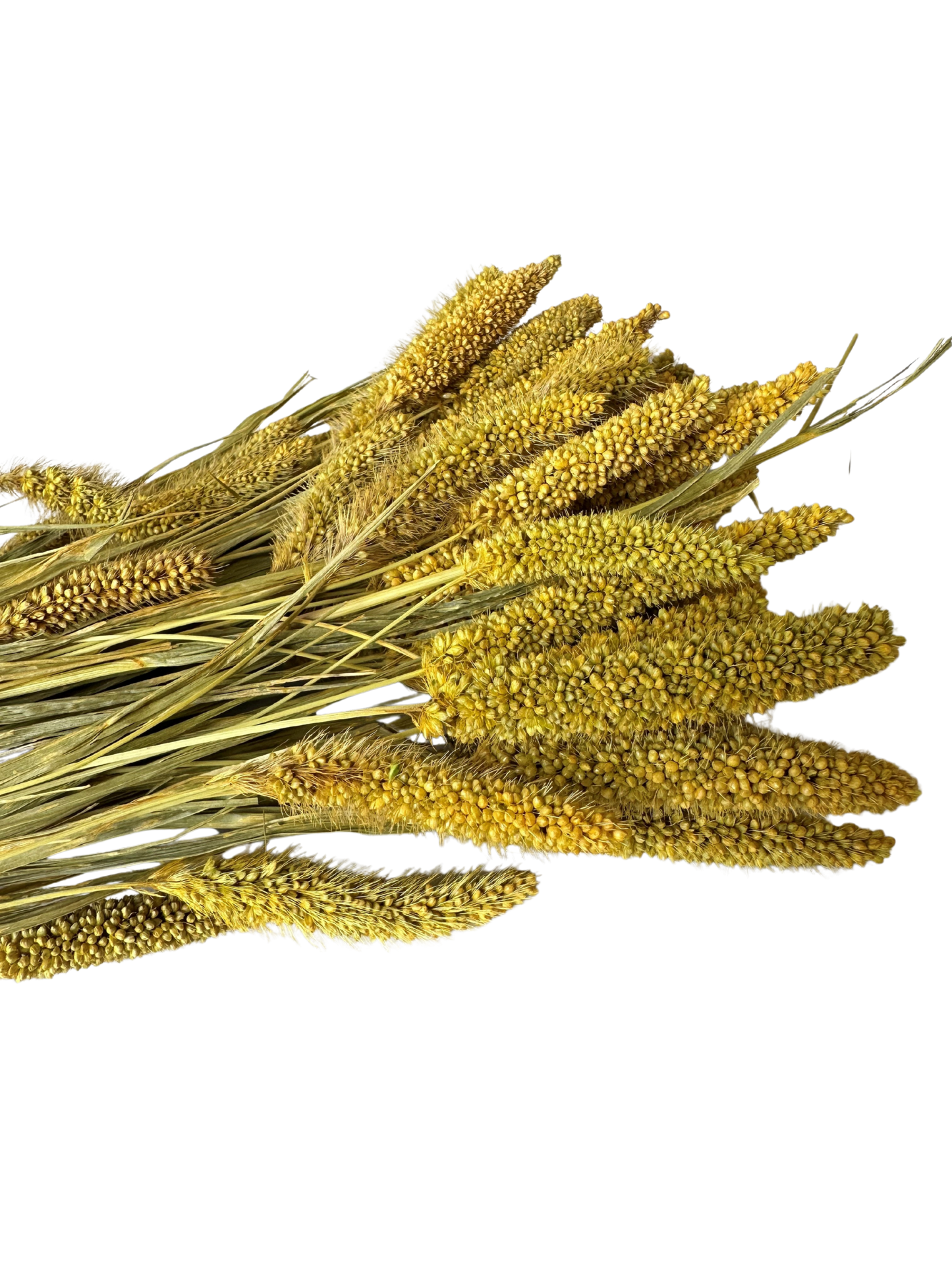 China Millet Goldenrod