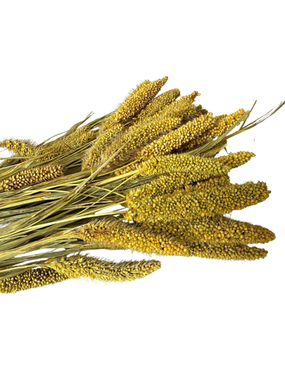 China Millet Goldenrod