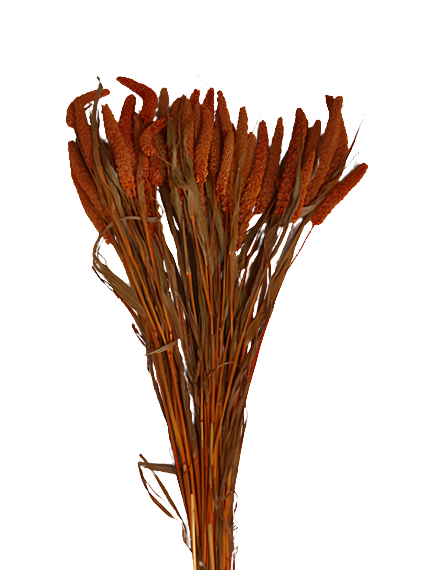 China Millet Honey Brown