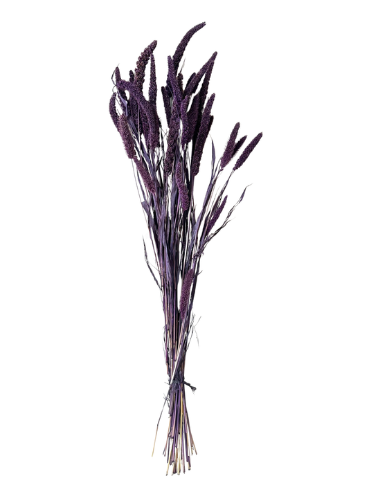 China Millet Blackberry