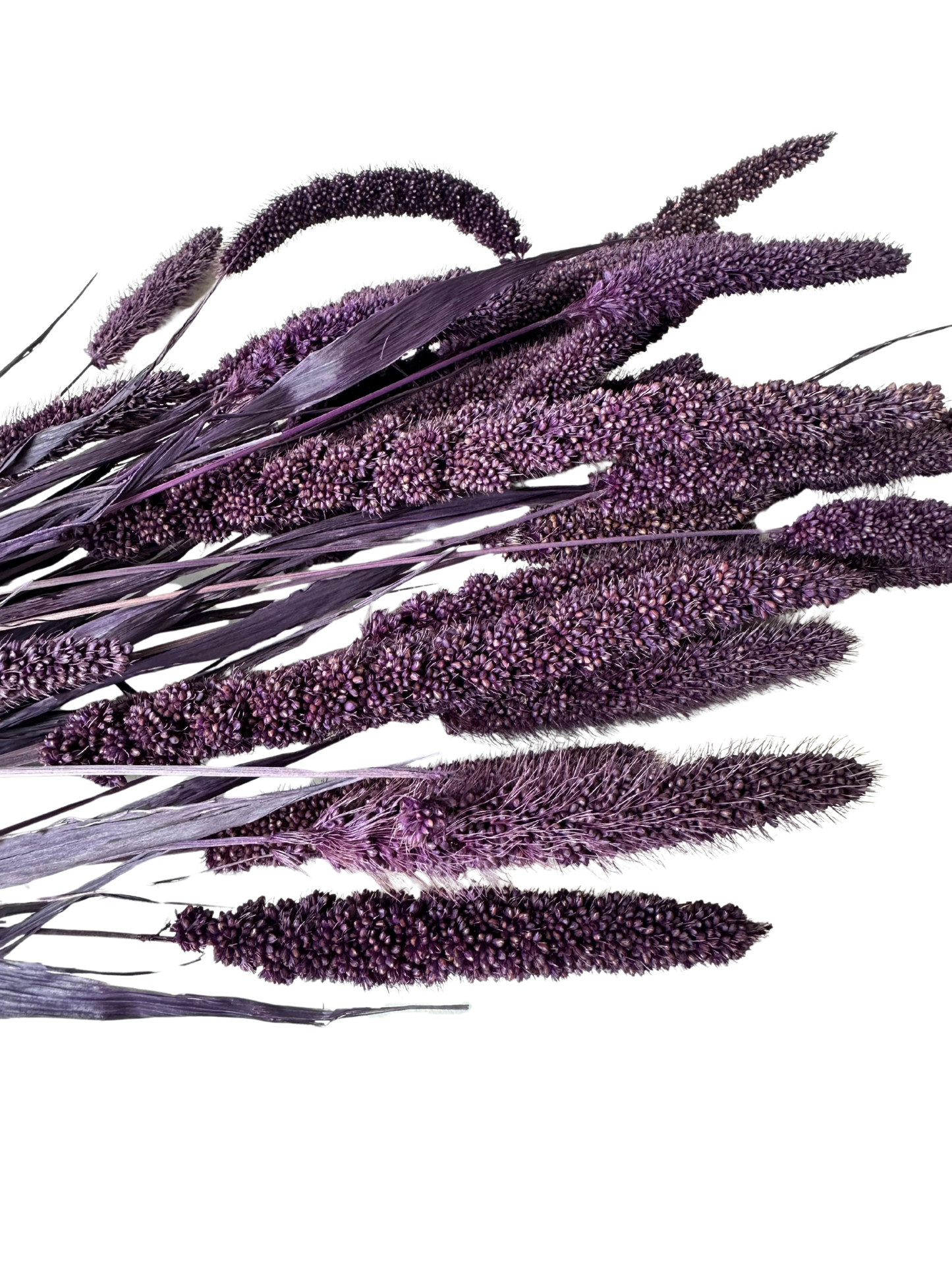 China Millet Blackberry