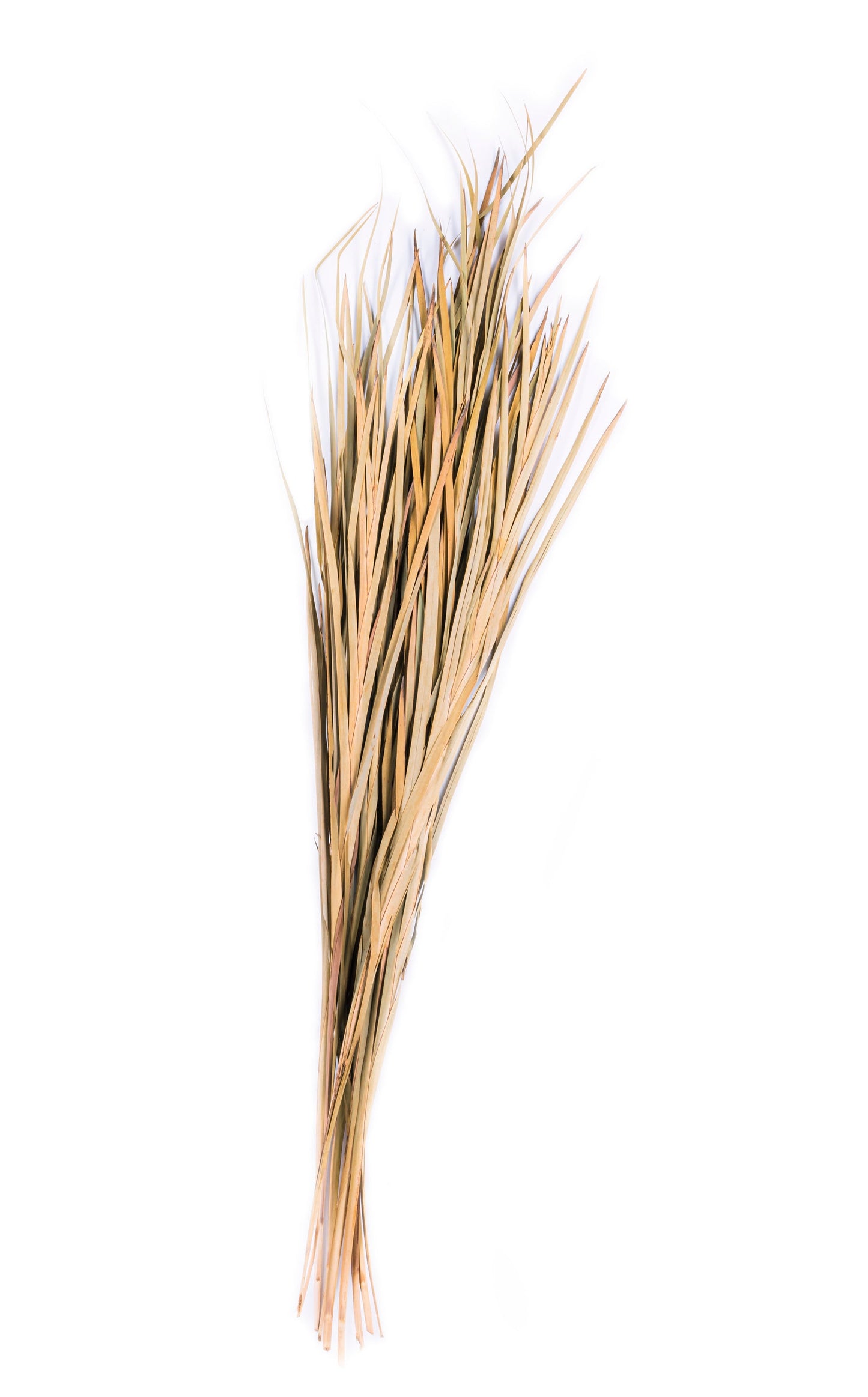 Wild Grass 45-55 "