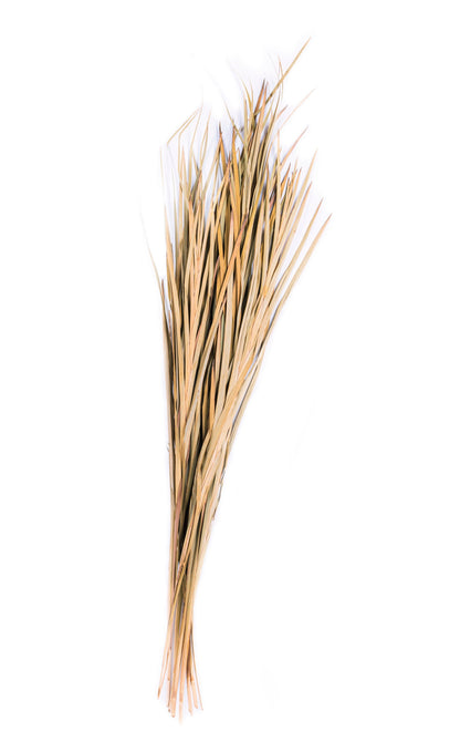 Wild Grass 45-55 "