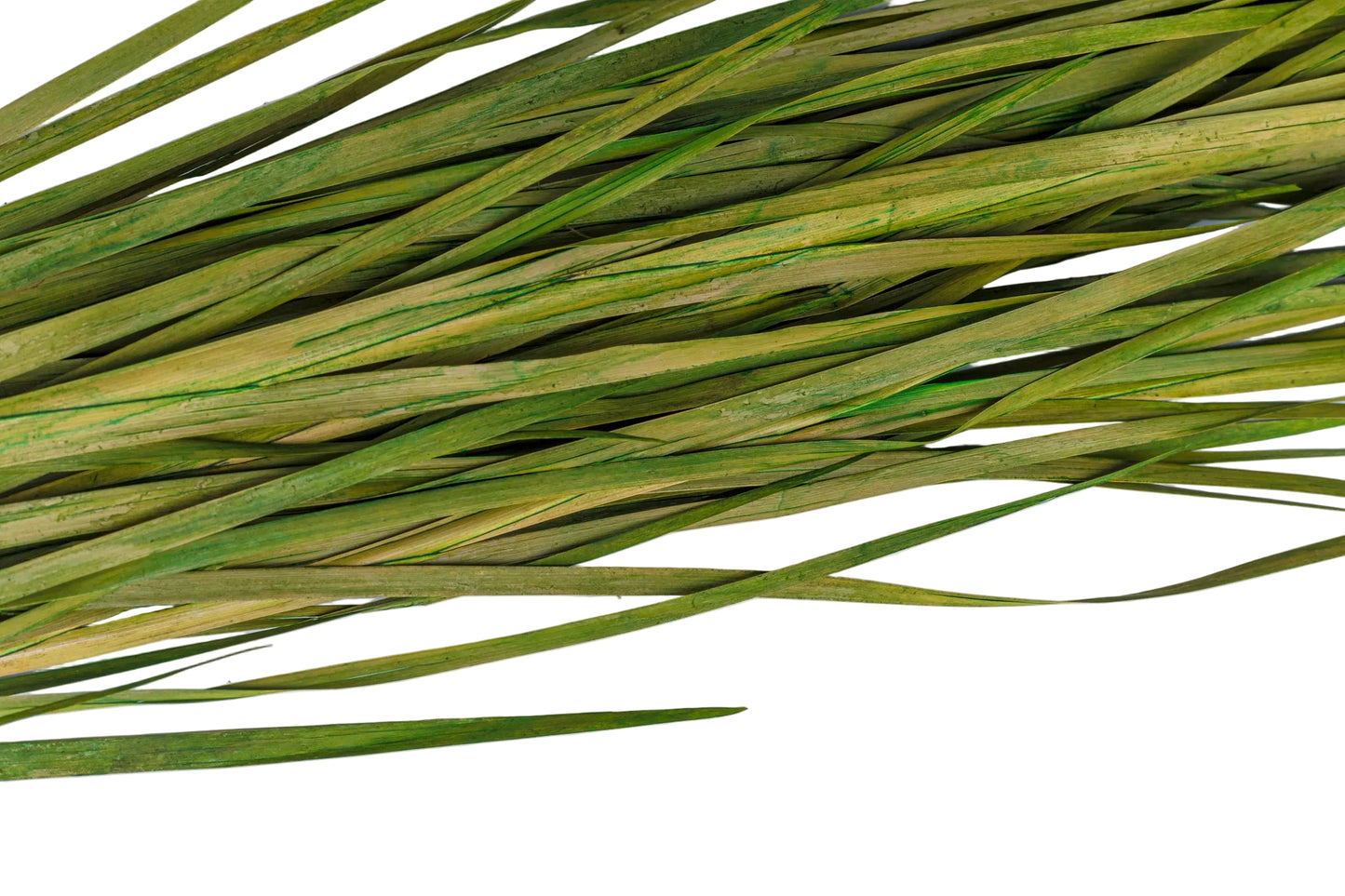 Wild Grass 45-55"