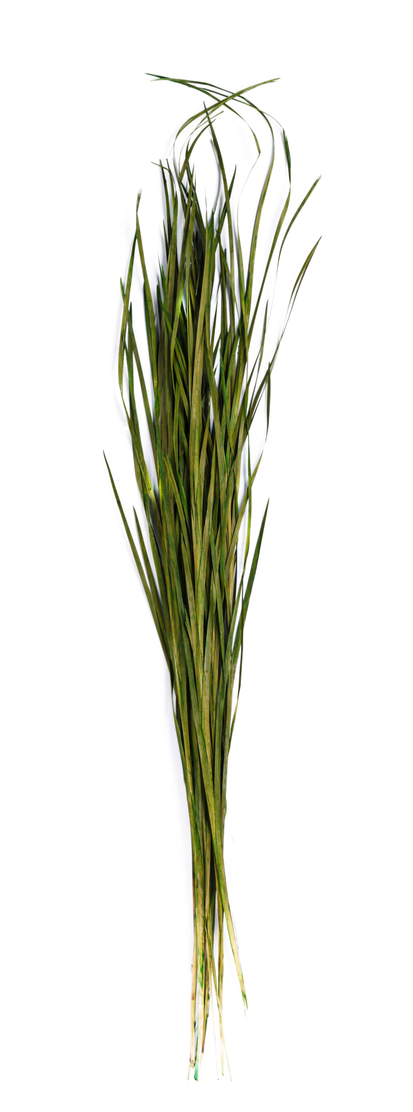 Wild Grass 45-55"