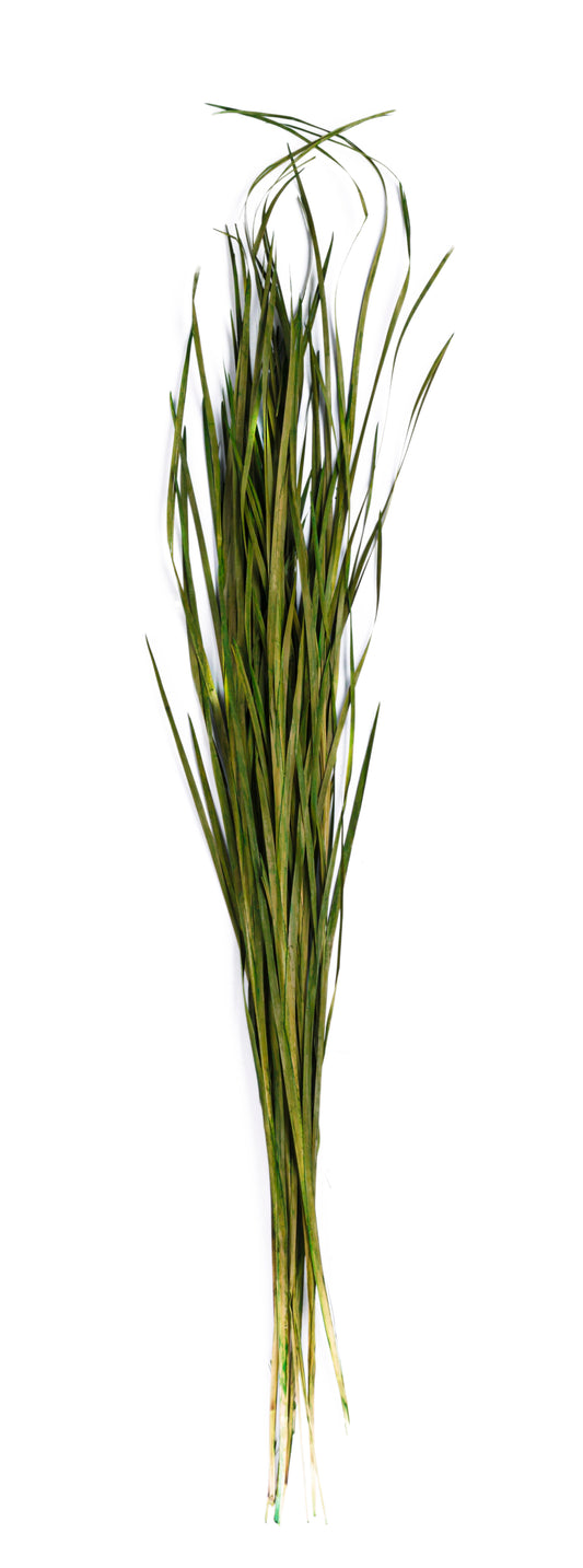 Wild Grass 45-55"