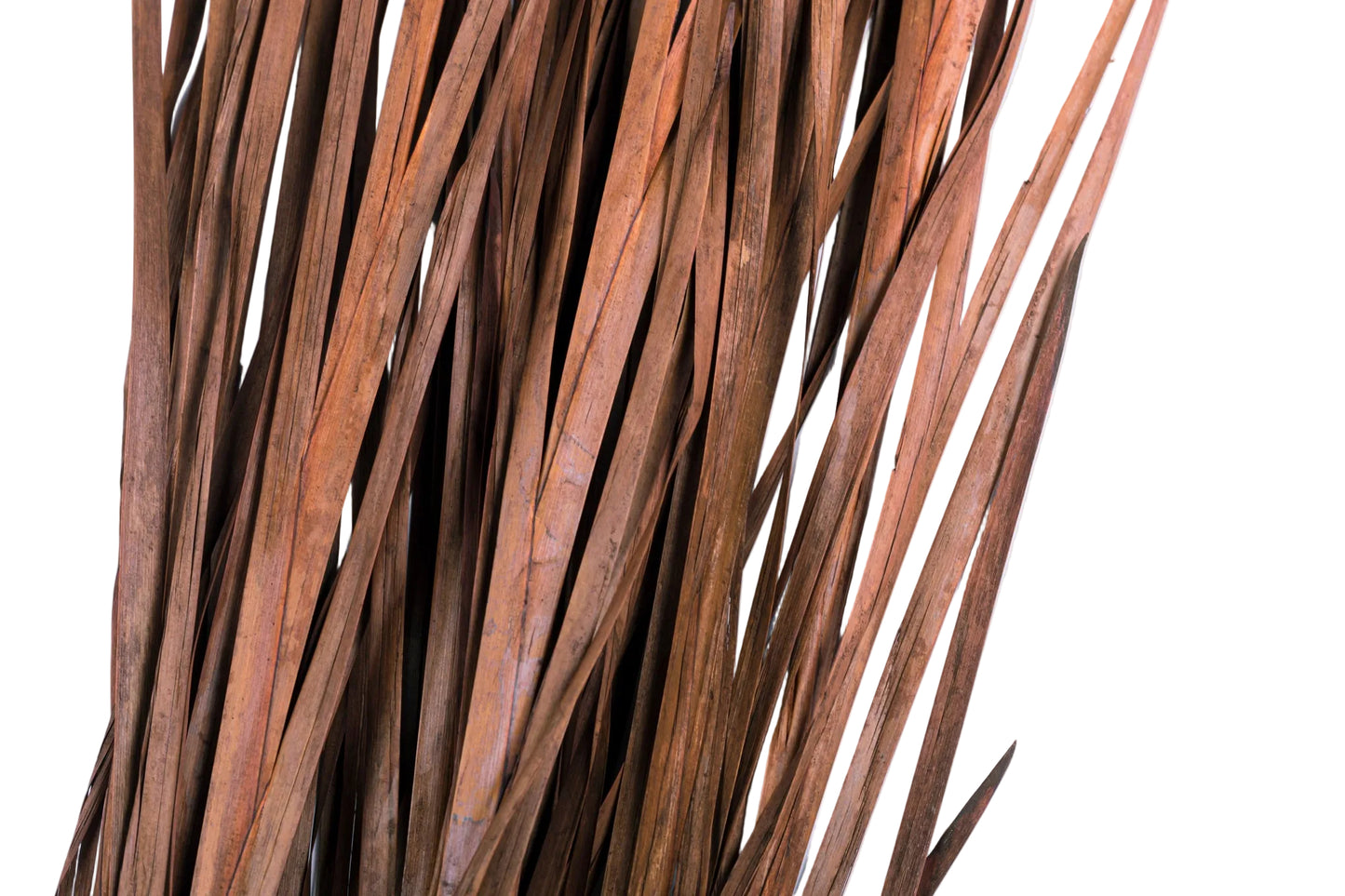 Wild Grass 45-55"