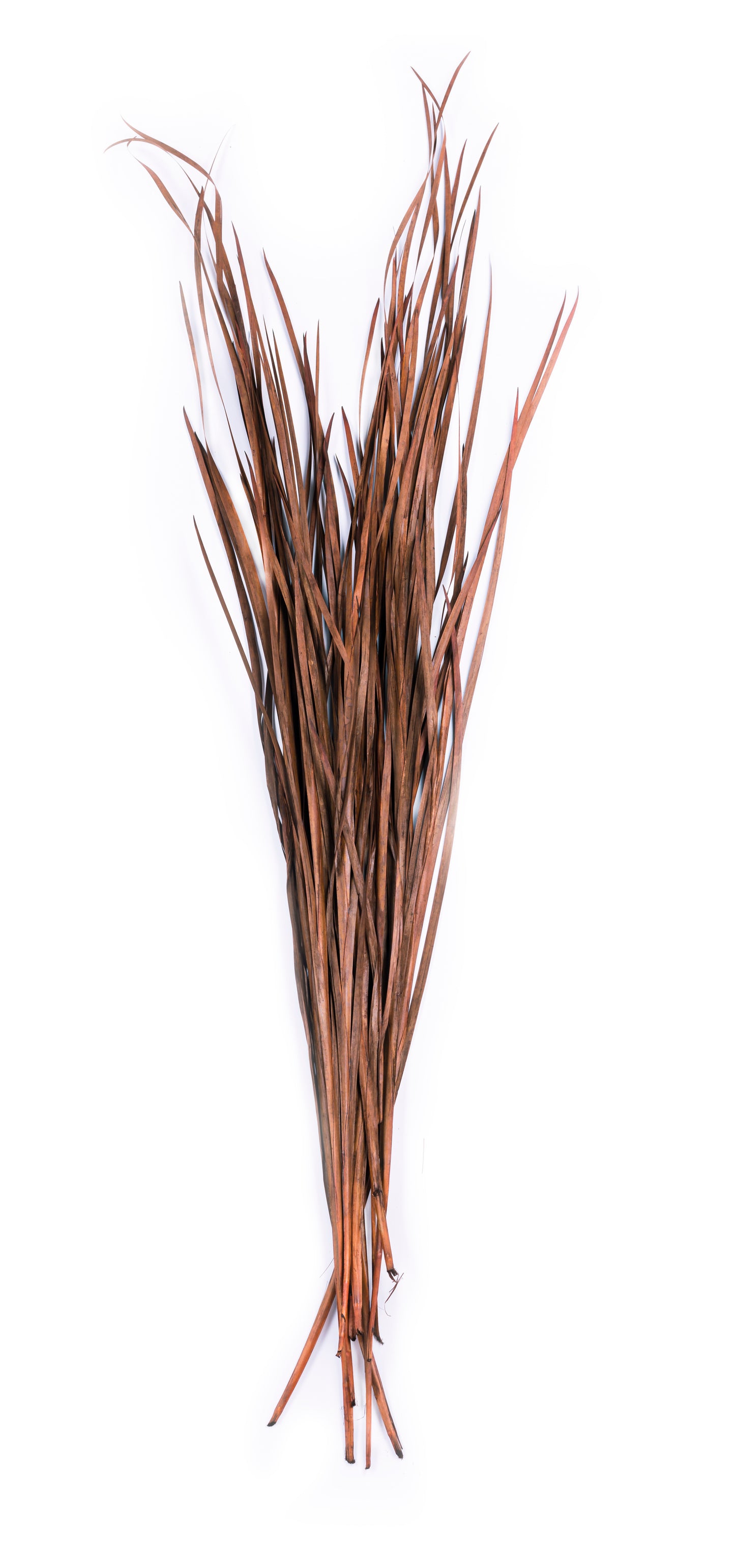 Wild Grass 45-55"