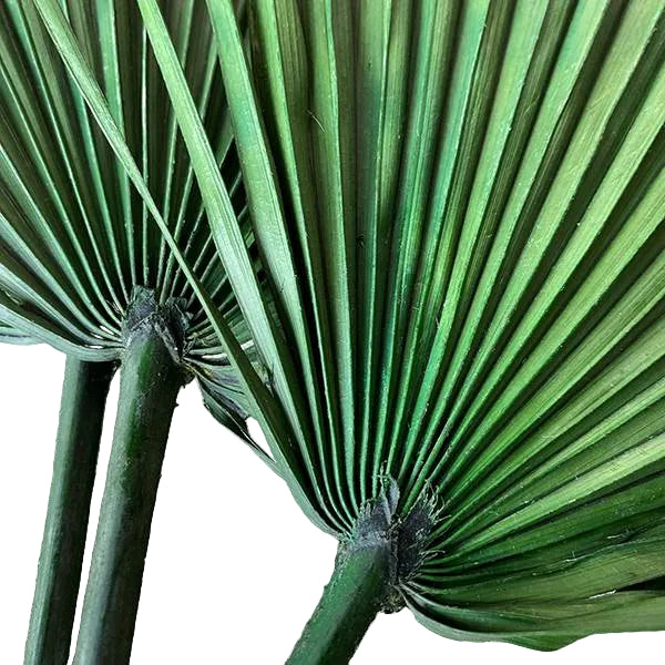 Whole Palm