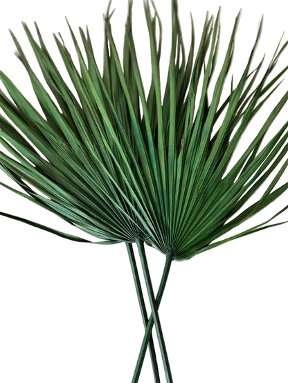 Whole Palm