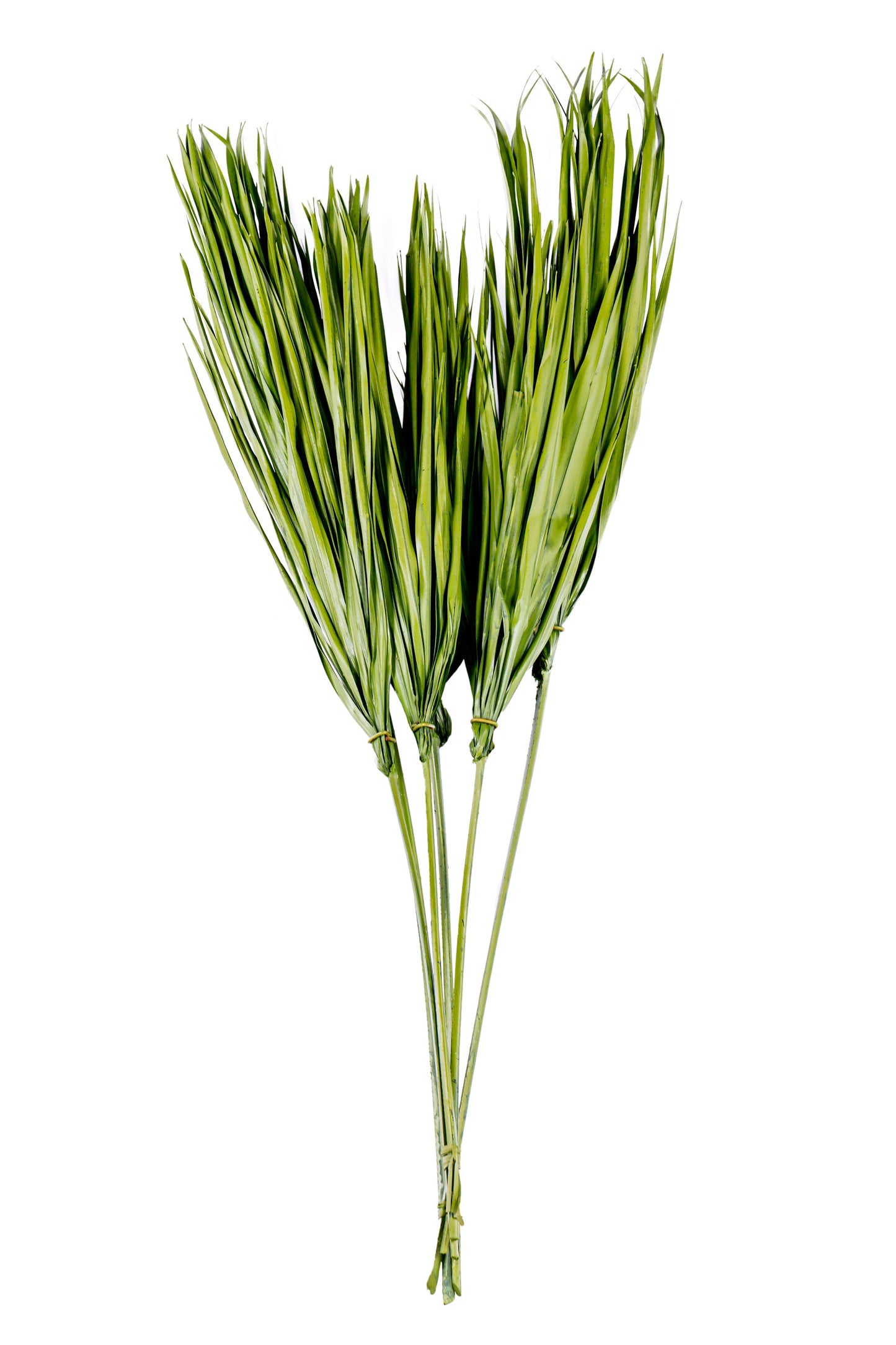 Bulb Foliage