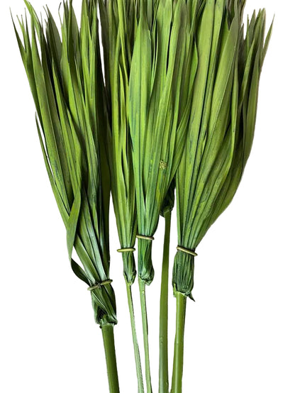 Bulb Foliage