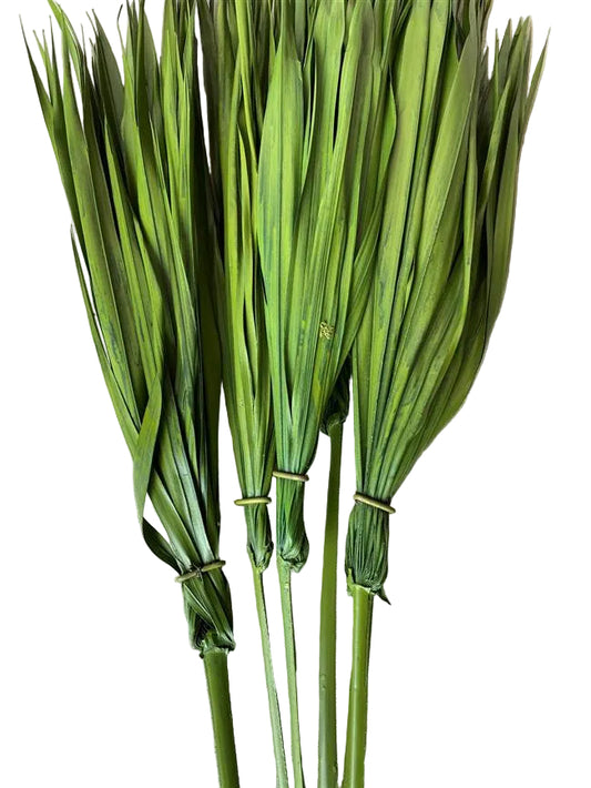 Bulb Foliage