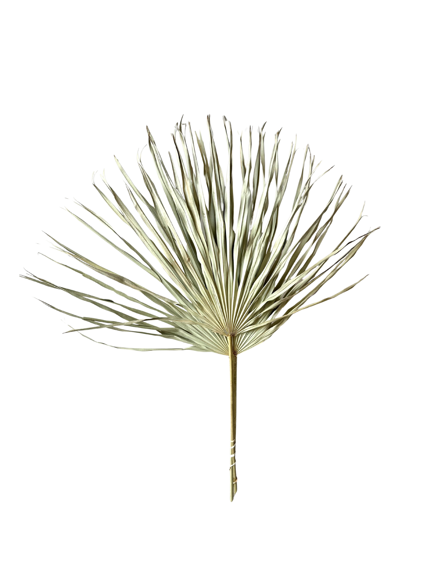 Preserved Whole Palm Natural