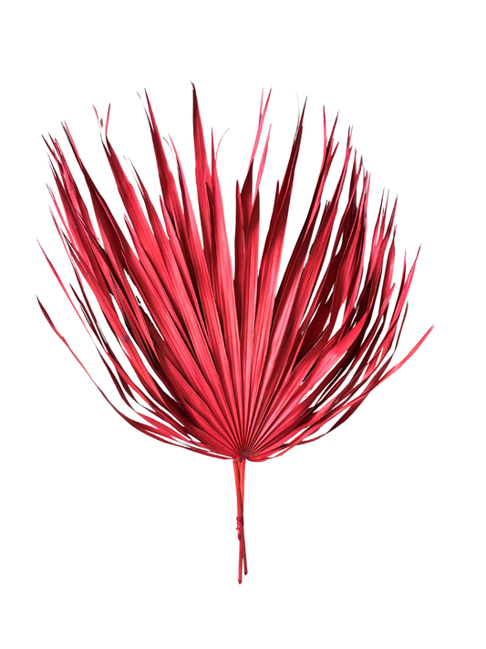 Preserved Whole Palm Red