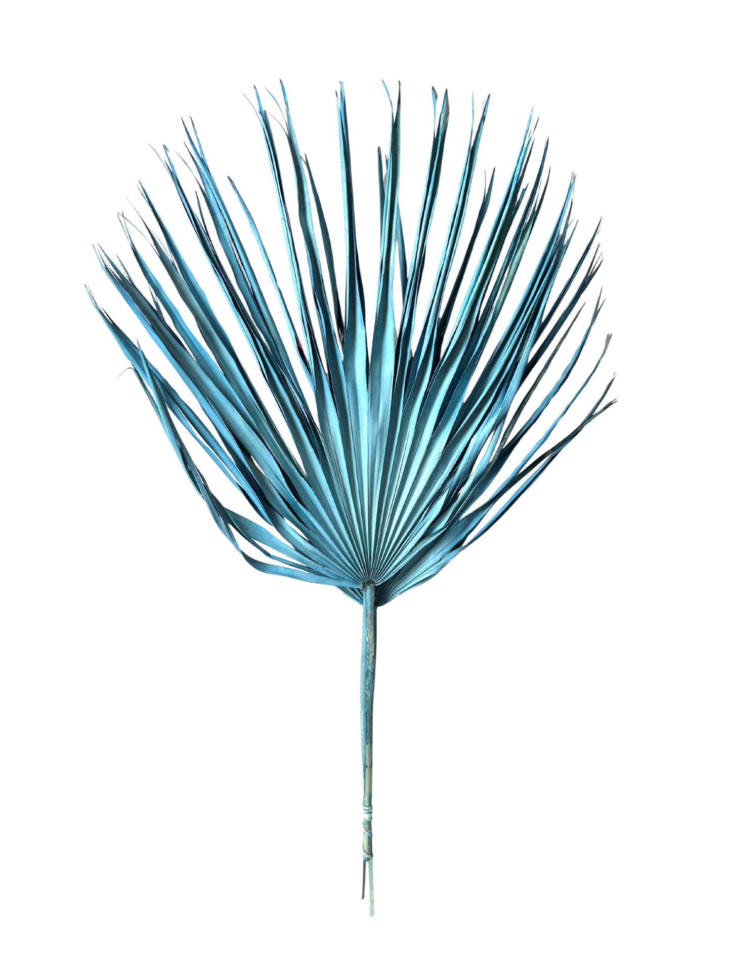 Preserved Whole Palm Blue