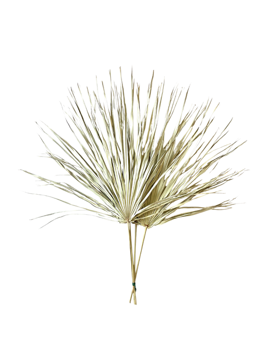 Whole Palm Natural