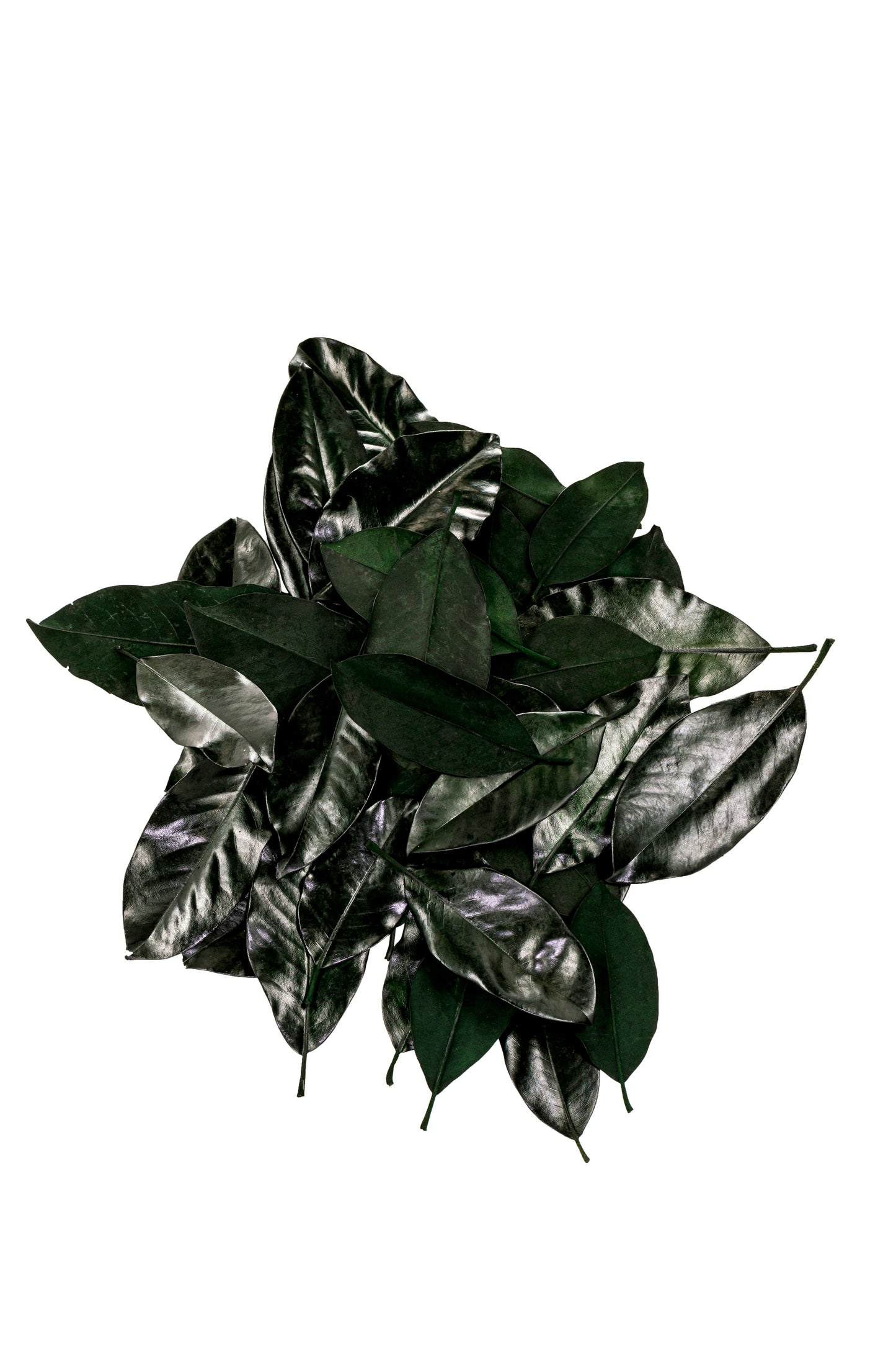 Magnolia Leaves Preserved