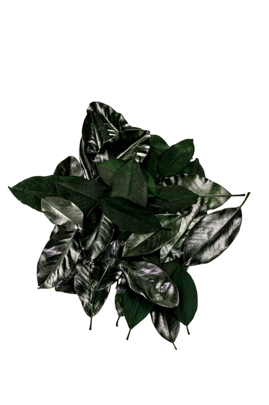 Preserved Magnolia