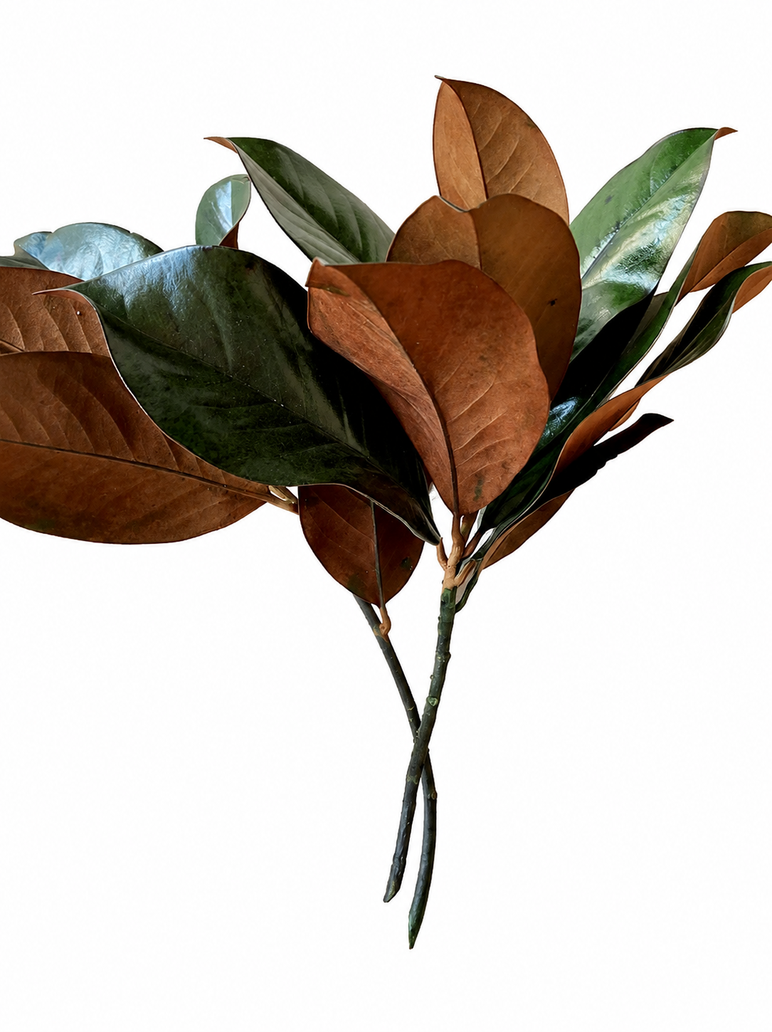 Preserved Magnolia