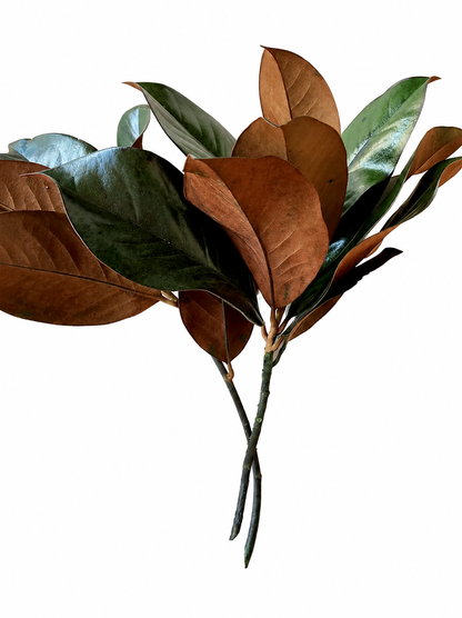 Preserved Magnolia