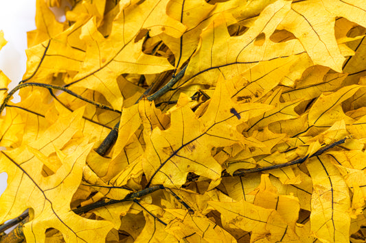 Transparent Oak 1 lb
