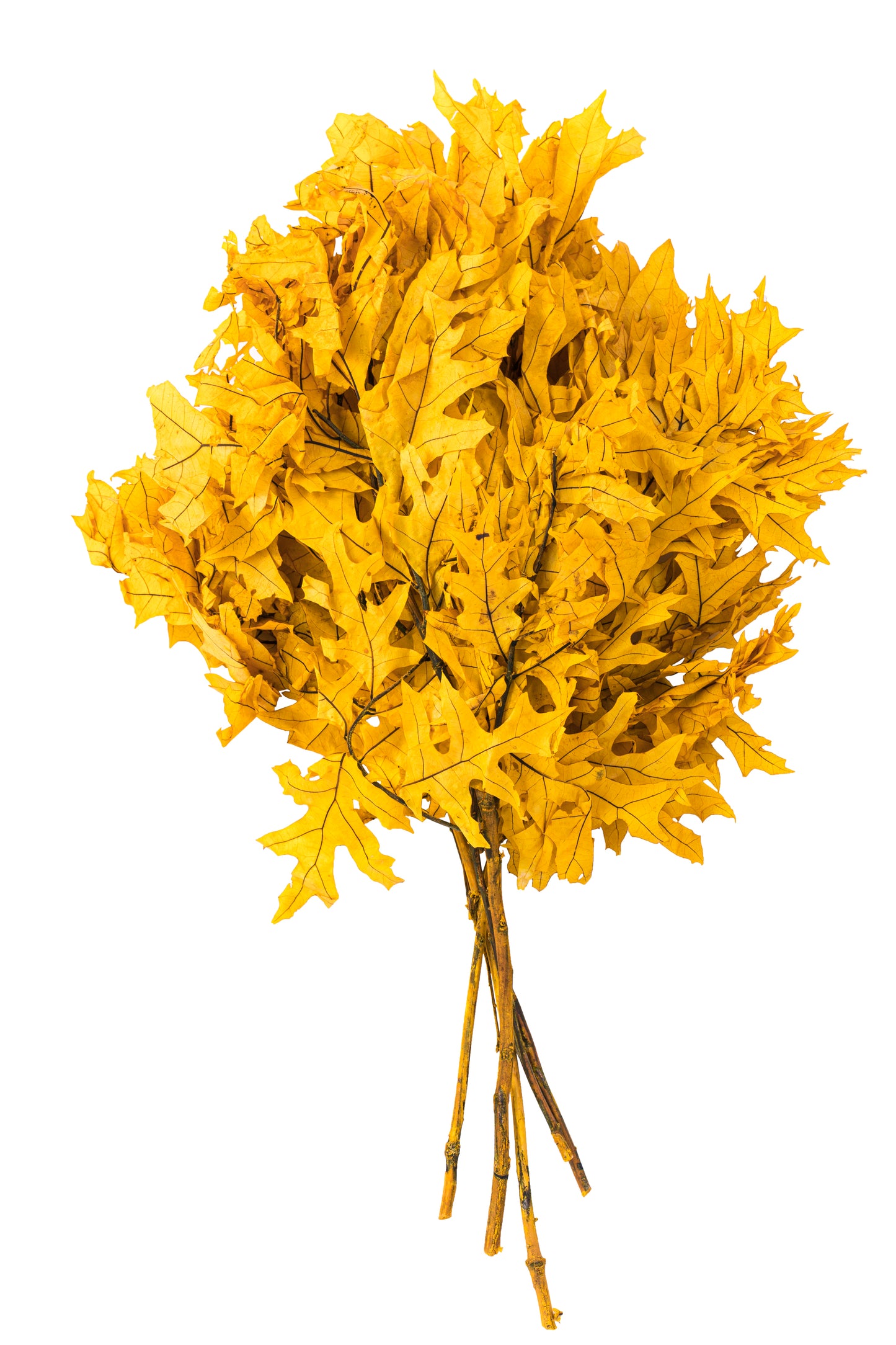 Transparent Oak 1 lb