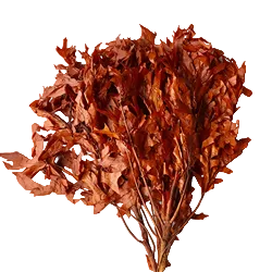 Transparent Oak 1 lb