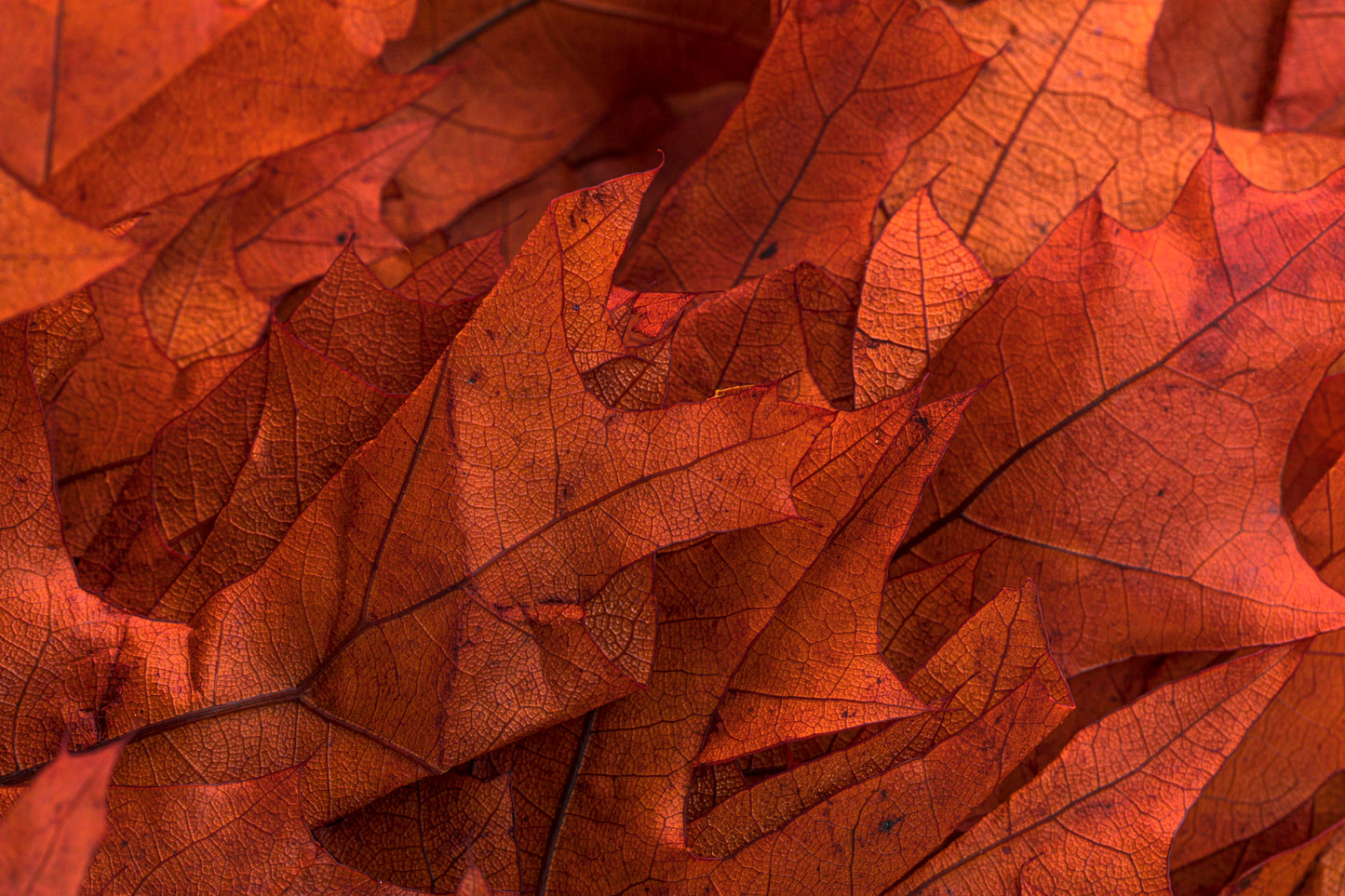 Transparent Oak 1 lb