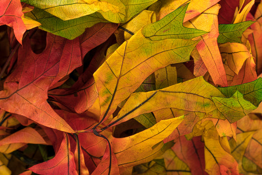 Transparent Oak 1 lb