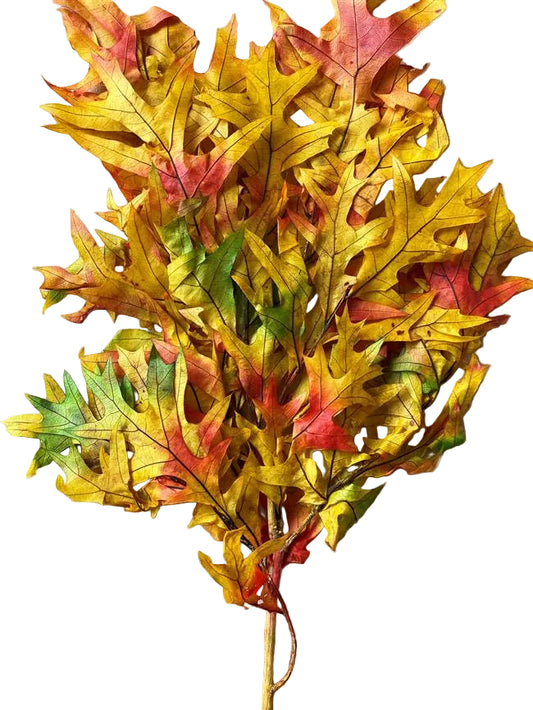 Transparent Oak 1 lb